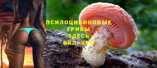 сатива Новозыбков