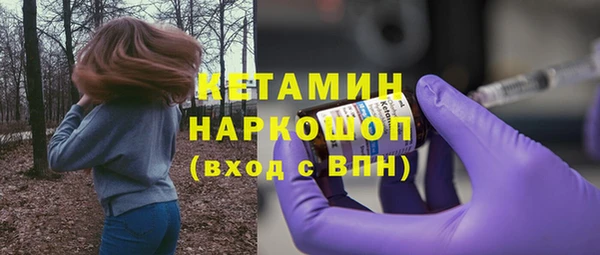 сатива Новозыбков